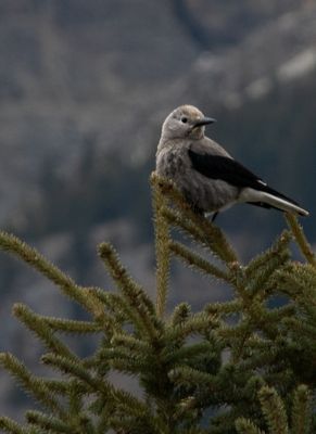 Banff NP-17.jpg