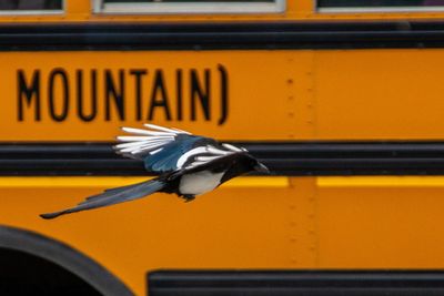 Banff NP Wildlife-1.jpg