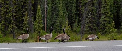 Banff NP Wildlife-10.jpg