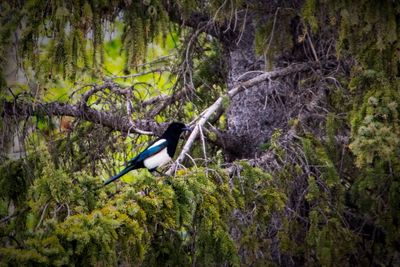 Banff NP Wildlife-2.jpg