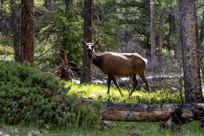 Banff NP Wildlife-3.jpg
