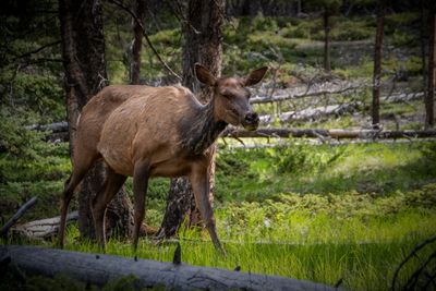 Banff NP Wildlife-4.jpg