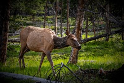Banff NP Wildlife-5.jpg