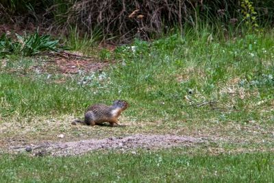 Banff NP Wildlife-6.jpg
