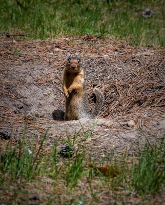 Banff NP Wildlife-7.jpg