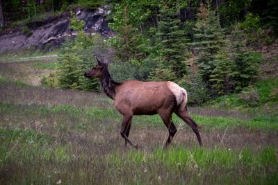 Banff NP Wildlife-8.jpg
