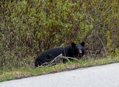 Banff NP Wildlife-9.jpg