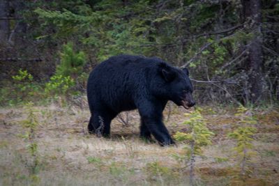 Banff NP Wildlife-13.jpg