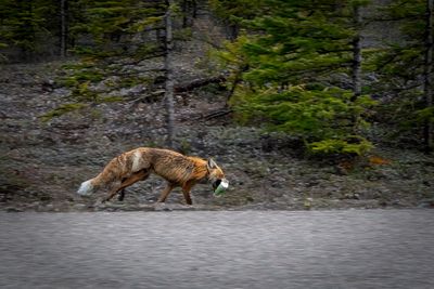 Banff NP Wildlife-14.jpg