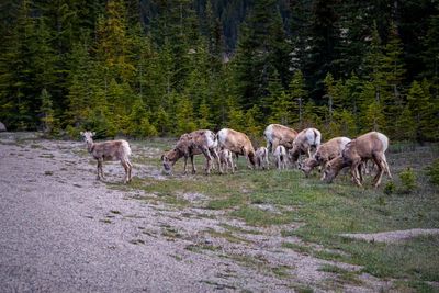 Banff NP Wildlife-15.jpg