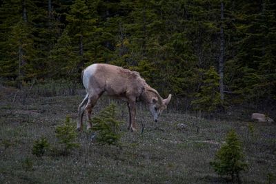 Banff NP Wildlife-16.jpg