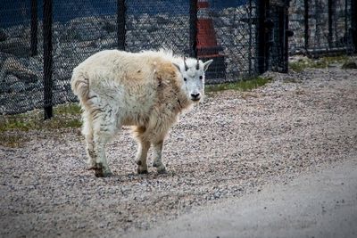 Banff NP Wildlife-17.jpg