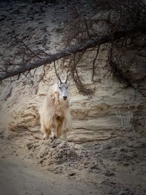 Banff NP Wildlife-19.jpg