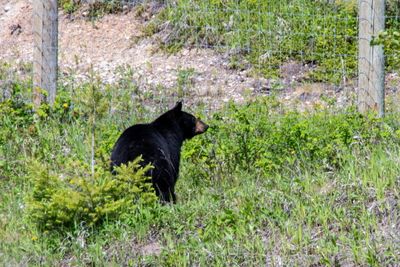 Banff NP Wildlife-20.jpg
