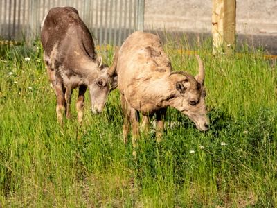 Banff NP Wildlife-21.jpg