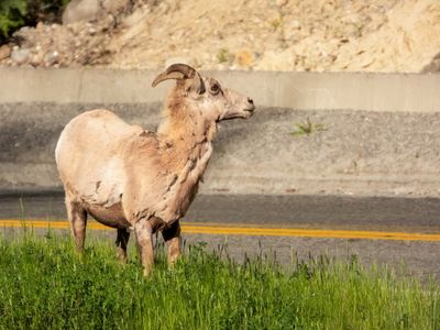 Banff NP Wildlife-22.jpg