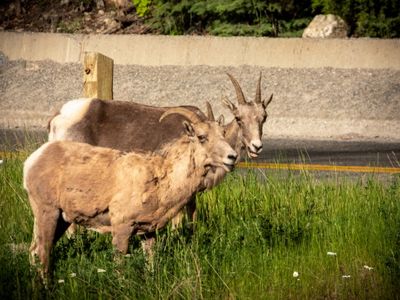 Banff NP Wildlife-23.jpg