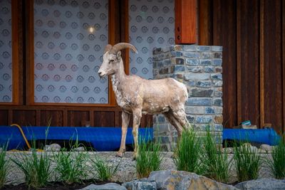 Banff NP Wildlife-25.jpg