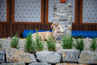 Banff NP Wildlife-26.jpg
