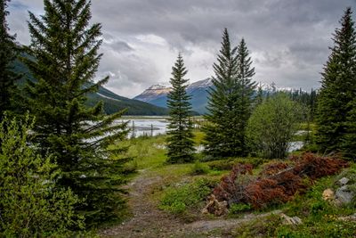 Icefield PKWY_08_2.jpg
