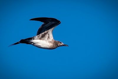 DSC_9443-Edit.jpg
