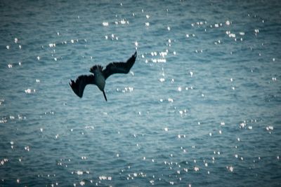 Pelican.jpg