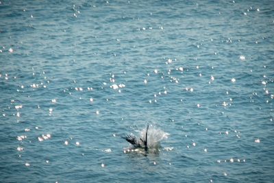 Pelican_03.jpg