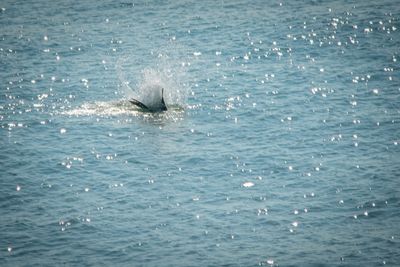 Pelican_05.jpg