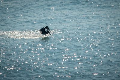 Pelican_06.jpg