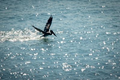 Pelican_07.jpg