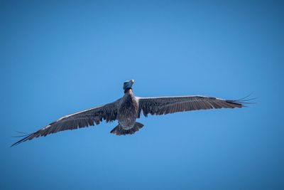 Pelican_08.jpg