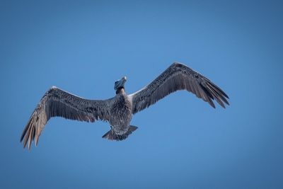 Pelican_09.jpg