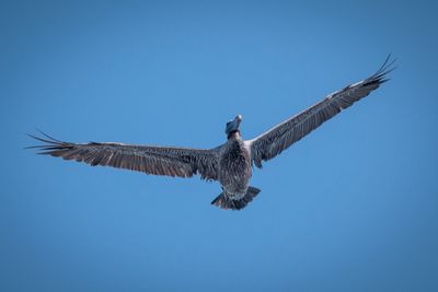 Pelican_10.jpg