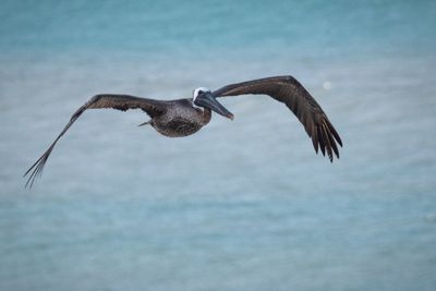 Pelican_11.jpg