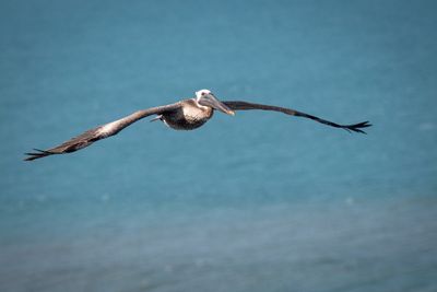 Pelican_12.jpg