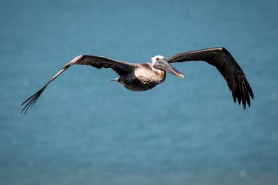 Pelican_13.jpg