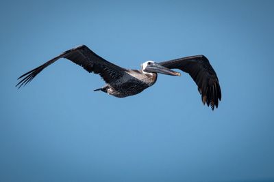 Pelican_14.jpg