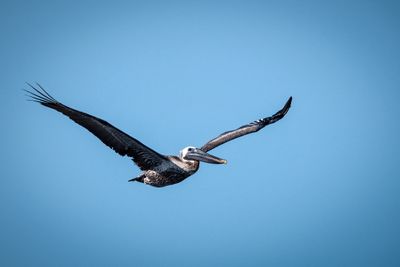 Pelican_15.jpg