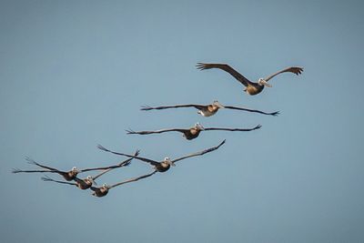 Pelican_16.jpg