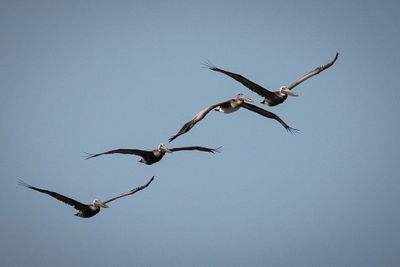 Pelican_17.jpg