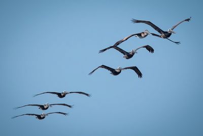 Pelican_18.jpg