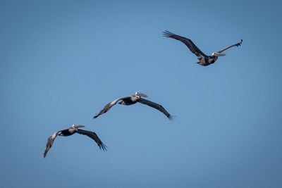 Pelican_19.jpg