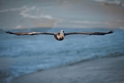 Pelican_20.jpg