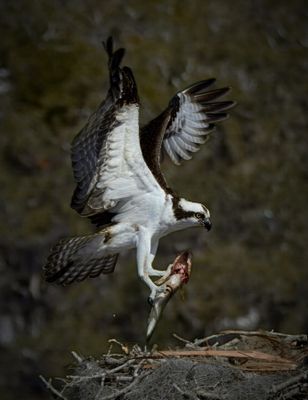 Osprey WP.jpg