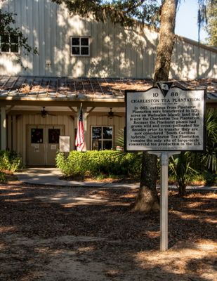 Charleston Tea Plantation_7.jpg