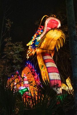 Lantern Festival 2024-39.jpg