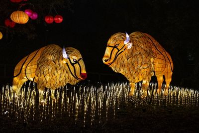 Lantern Festival 2024-43.jpg