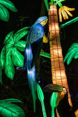 Lantern Festival 2024-46.jpg