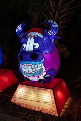 Lantern Festival 2024-65.jpg