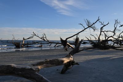 Hunting Island_014.jpg